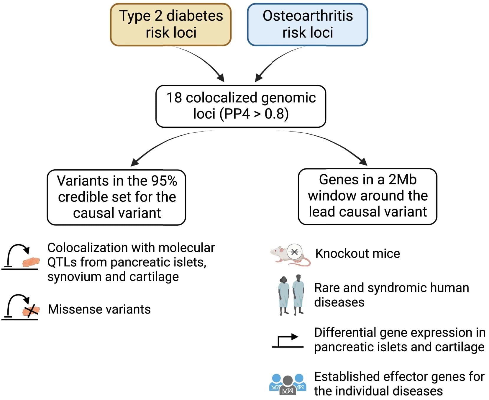 Open access visualization of Workflow, Flowchart, Illustration, Type 2 Diabetes, Osteoarthritis