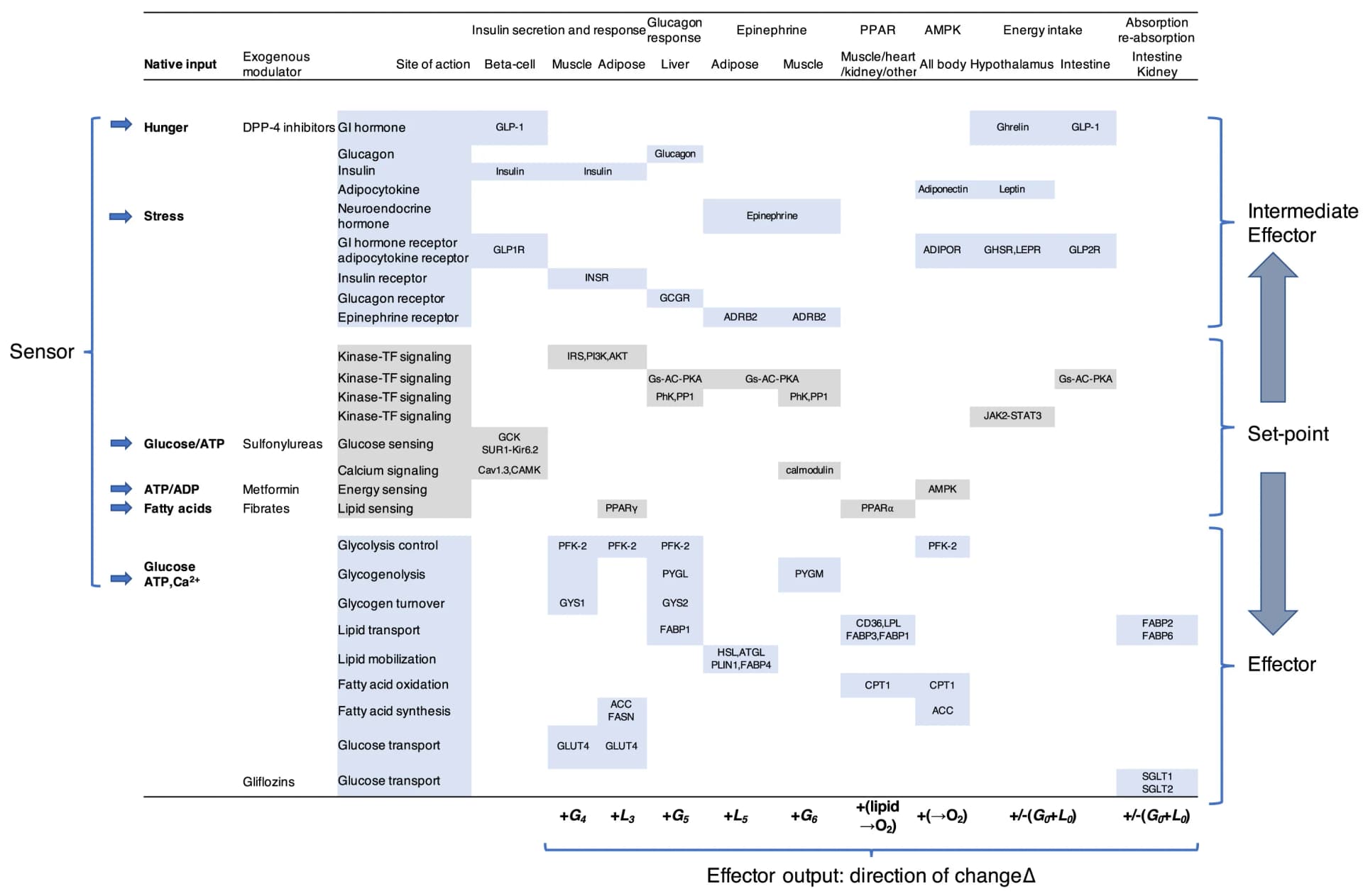 Open access visualization of Workflow, Flowchart, Illustration, Energy Homeostasis, Negative Feedback