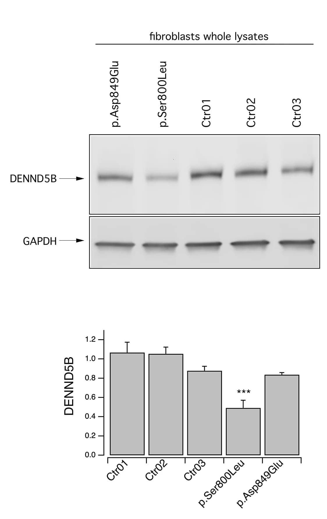 Open access visualization of Bar Plot, Error Bars, Photo, Gel, Western Blot