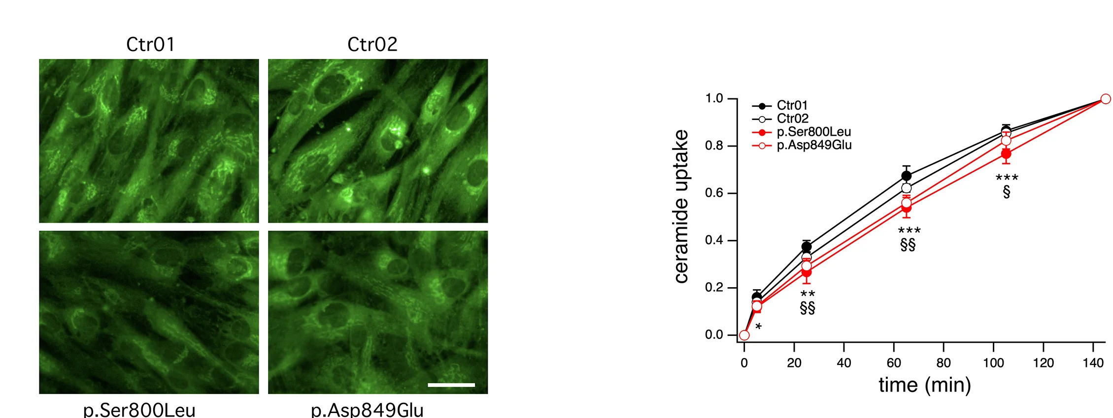 Open access visualization of Line Plot, Error Bars, Microscopy, Photo, Confocal Microscopy Images
