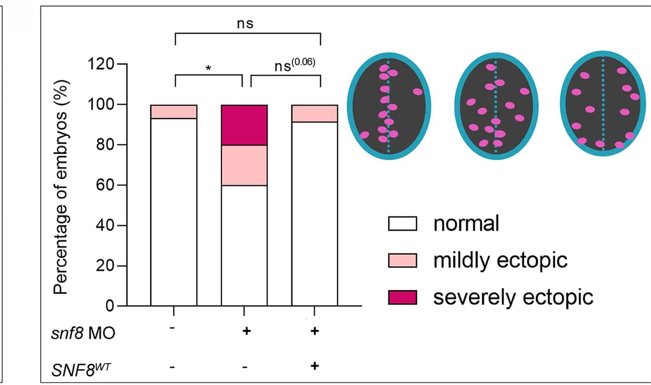 Open access visualization of Stacked Bar Plot, Illustration, Embryos, Proliferative Cells, Forebrain
