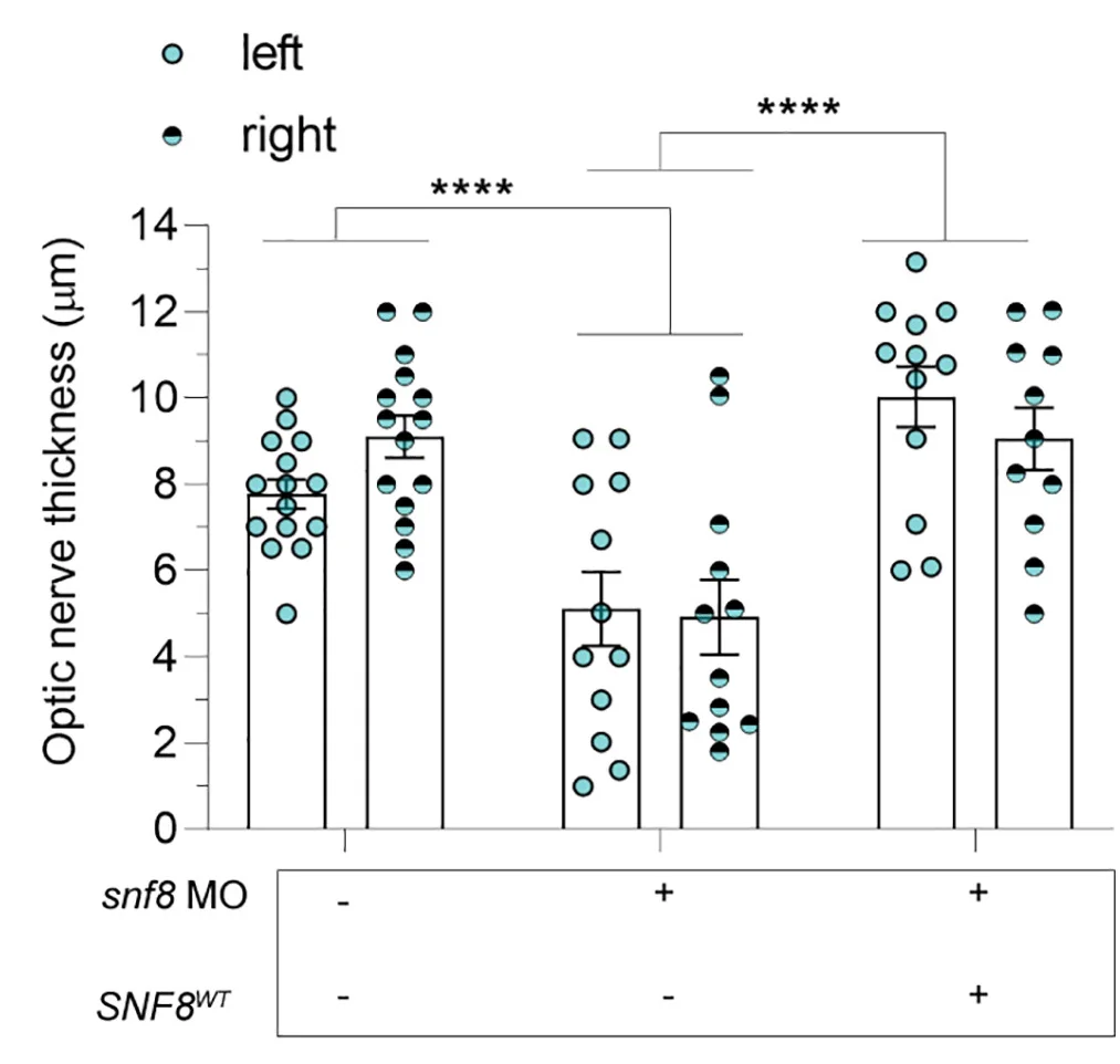 Open access visualization of Bar Plot, Error Bars, Scatter Plot, Quantification, Optic Nerve