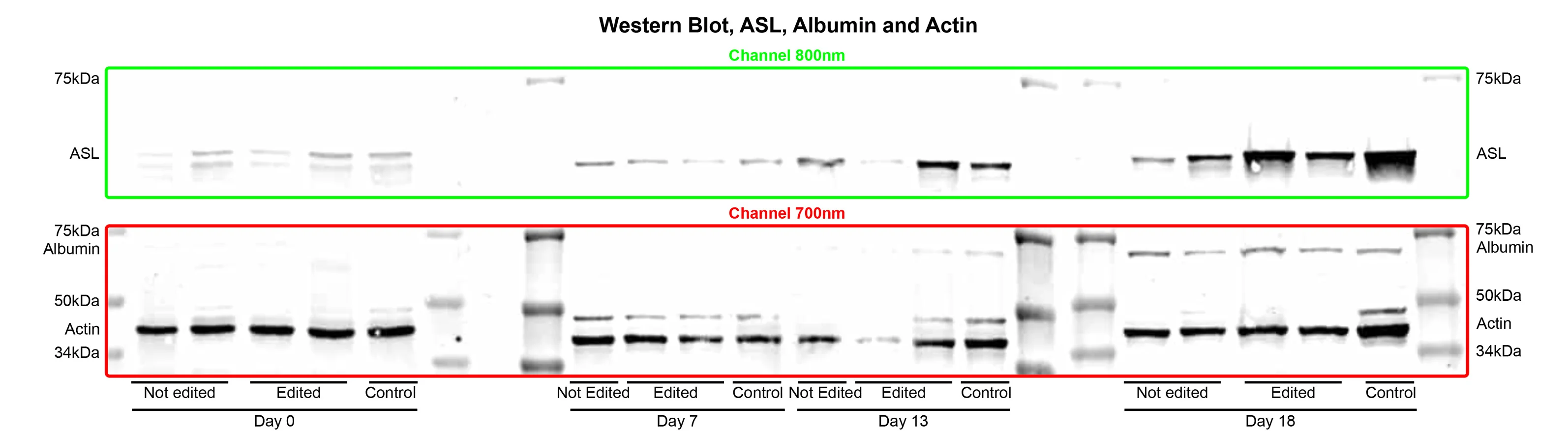 Open access visualization of Gel, Western Blot, ASL, Albumin, Actin