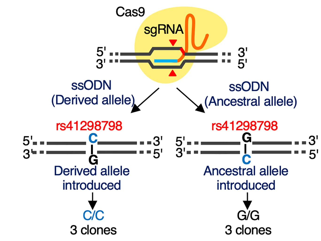 Open access visualization of Workflow, Illustration, MG63 Cells, Homozygous Clones, Alleles