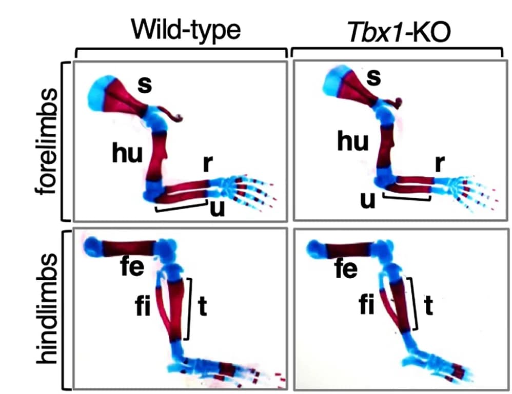 Open access visualization of Microscopy, Bones, Forelimbs, Hindlimbs, Wild-Type