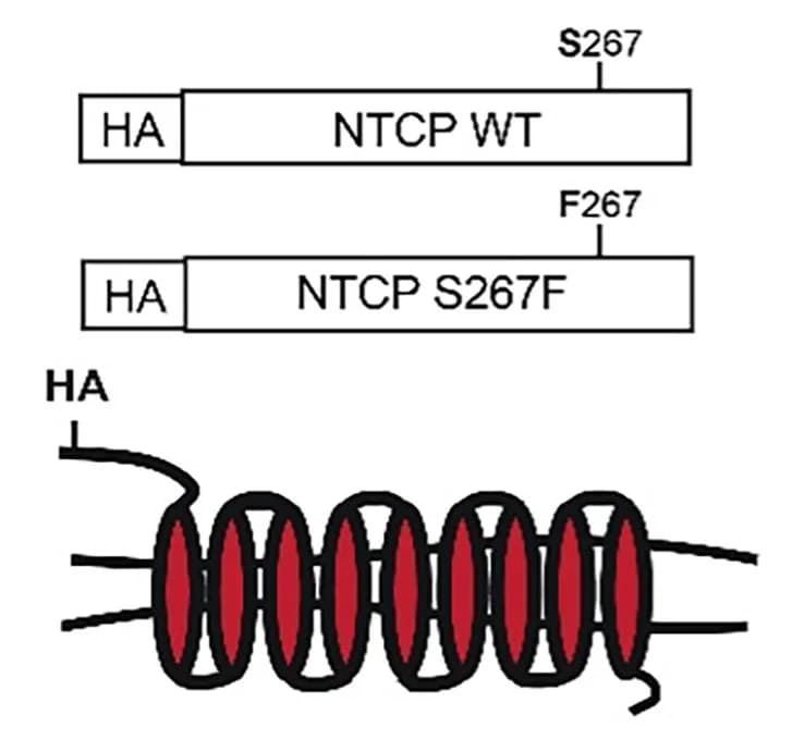 Open access visualization of Illustration, HepG2 Cells, Lentivirus, NTCP WT, NTCP S267F