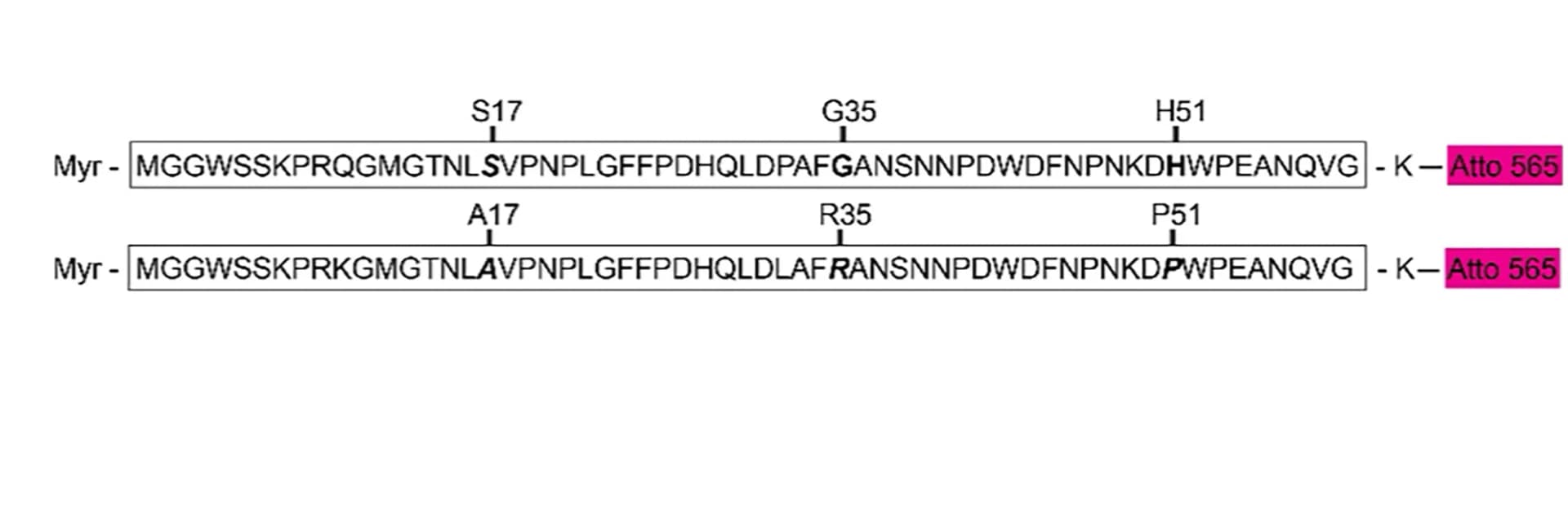 Open access visualization of Illustration, Peptides, Myristoylated Peptides, Atto565-maleimide, Lysine