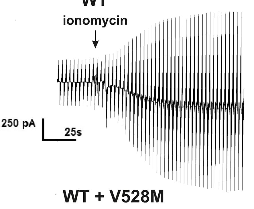 Open access visualization of Line Plot, HEK293 Cells, Current Recording, Wild-Type ANO4, Ionomycin