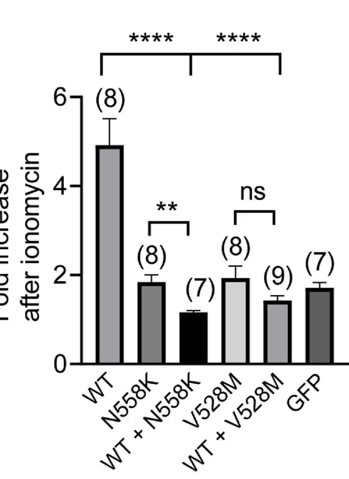 Open access visualization of Bar Plot, Error Bars, Membrane Conductance, Ionomycin, Fold Increase