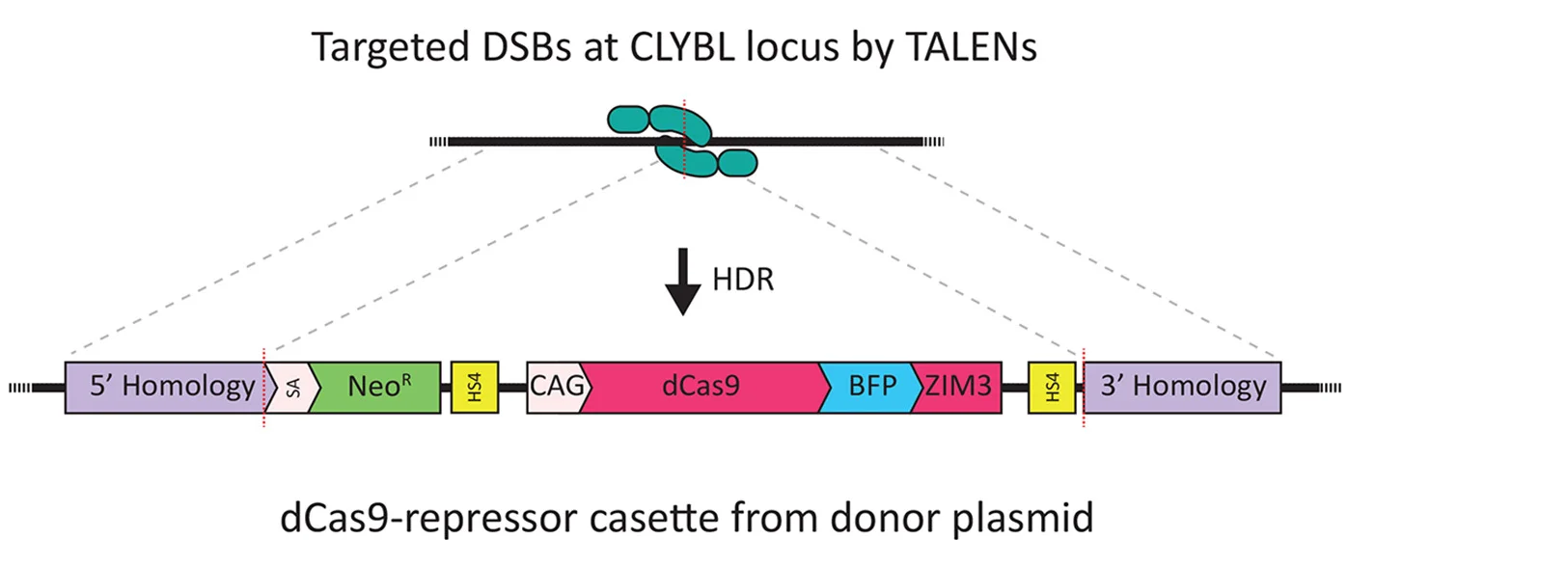 Open access visualization of Workflow, Illustration, TALEN, dCas9-tagBFP ZIM3 KRAB, CLYBL Safe Harbor