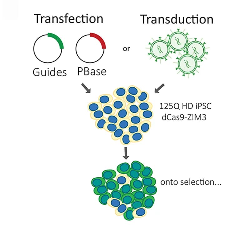 Open access visualization of Workflow, Illustration, Guides, MutL Factors, MLH1