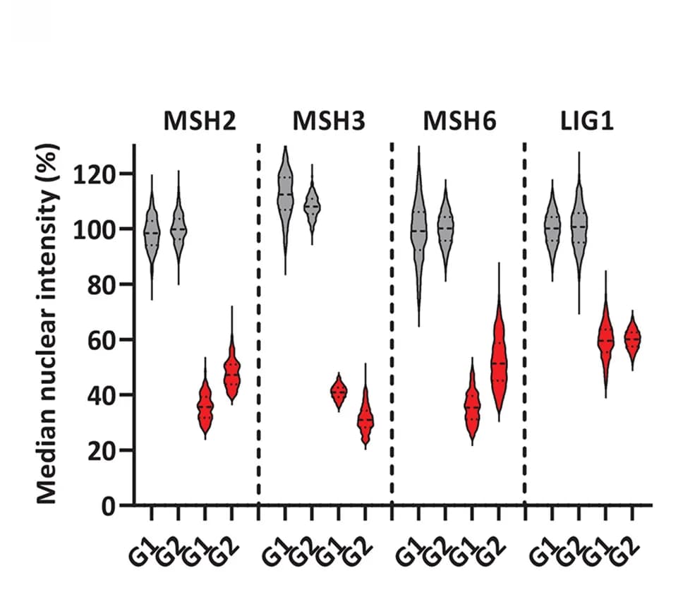 Open access visualization of Violin Plot, Fluorescence Intensity, MutS, LIG1, NTC1