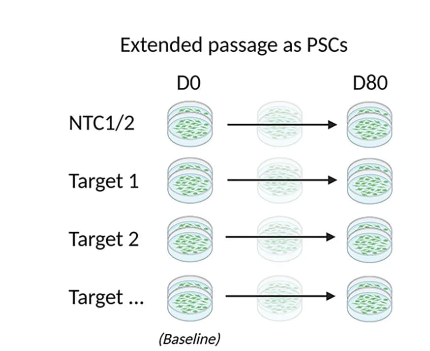 Open access visualization of Workflow, Illustration, CAG Repeat Tract, iPSC Line, Repeat Instability