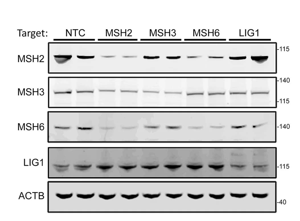 Open access visualization of Gel, Western Blot, MMR Proteins, Undifferentiated iPSCs, CRISPRi
