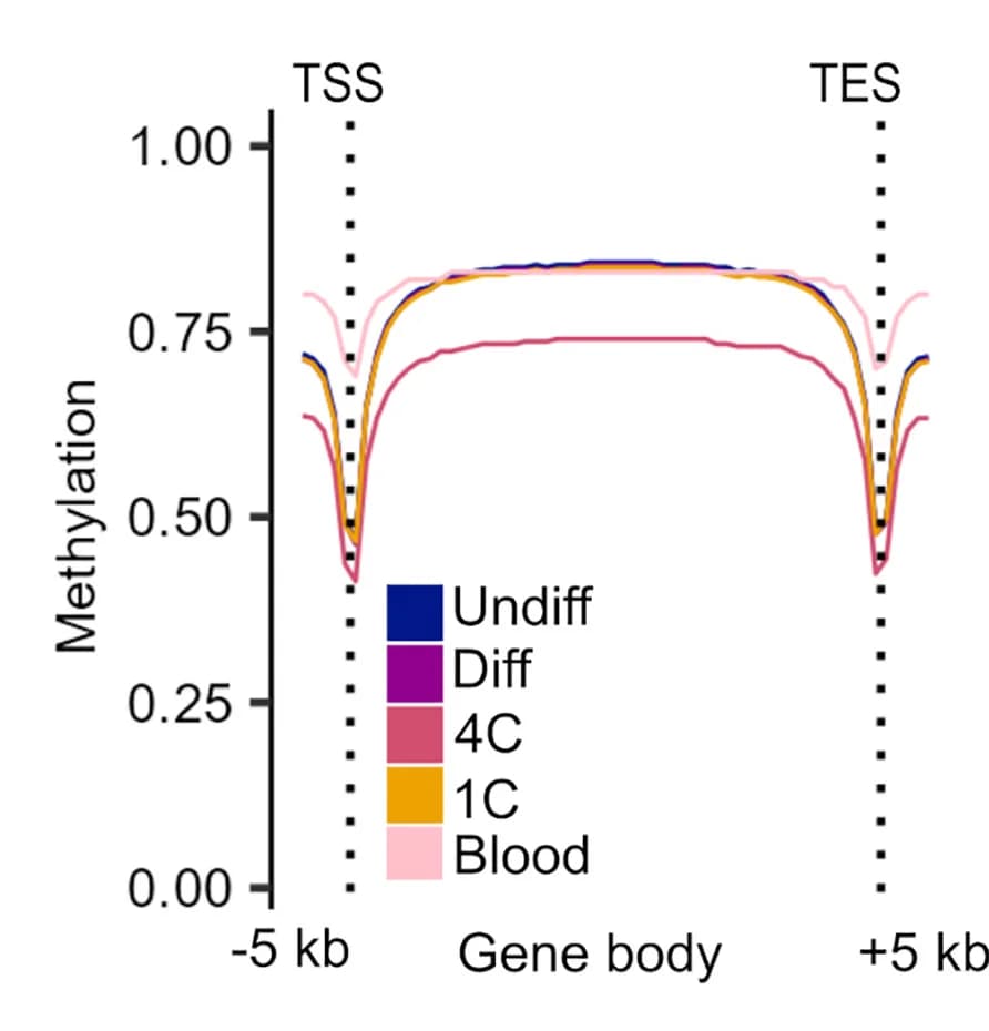 Open access visualization of Line Plot, Methylation Levels, Gene Bodies, Transcriptional Start Sites, Transcriptional End Sites