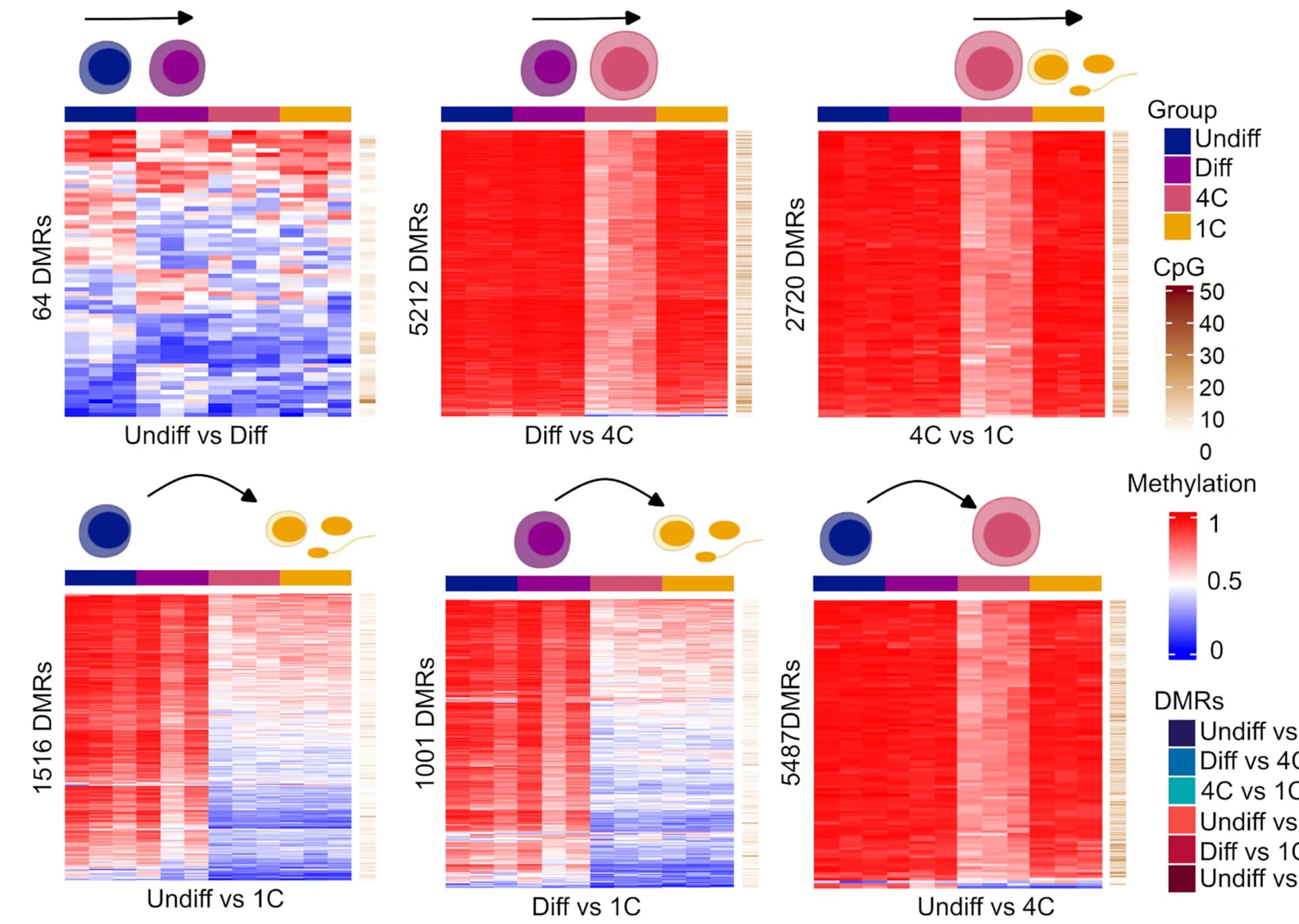 Open access visualization of Heatmap, Methylation Values, CpG Numbers, Differentially Methylated Regions, Germ Cell
