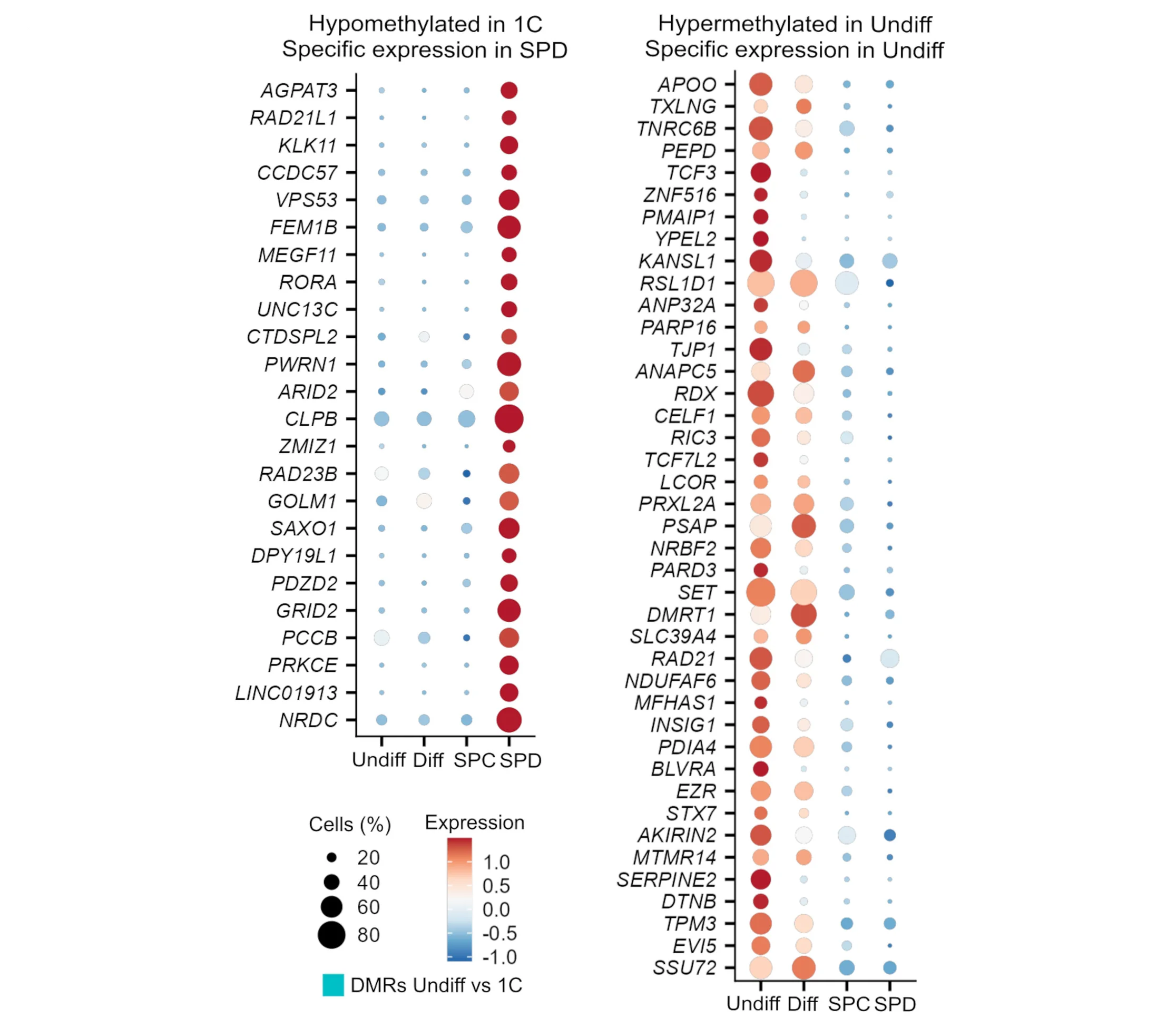Open access visualization of Bubble Plot, Single-cell Expression, Hypomethylated DMR, Spermatids, Hypermethylated DMR