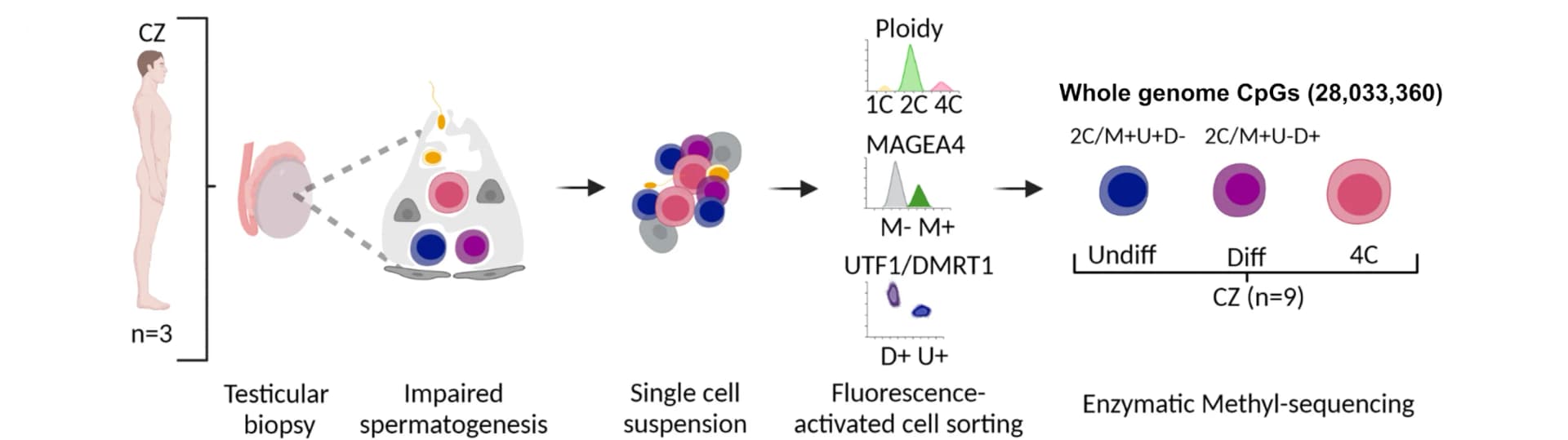 Open access visualization of Workflow, Density Plot, Scatter Plot, Germ Cells, Spermatogenesis