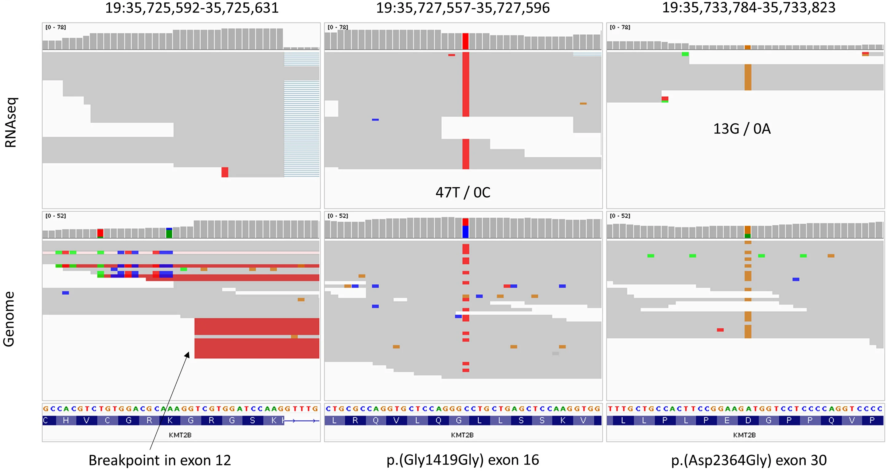 Open access visualization of Photo, Gel, Deletion, Inversion, Family 14