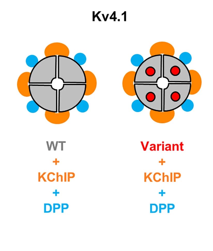 Open access visualization of Illustration, Chemical Structure, Kv4.1 Wild-Type Channels, Variant Channels, Amino Acid Substitutions