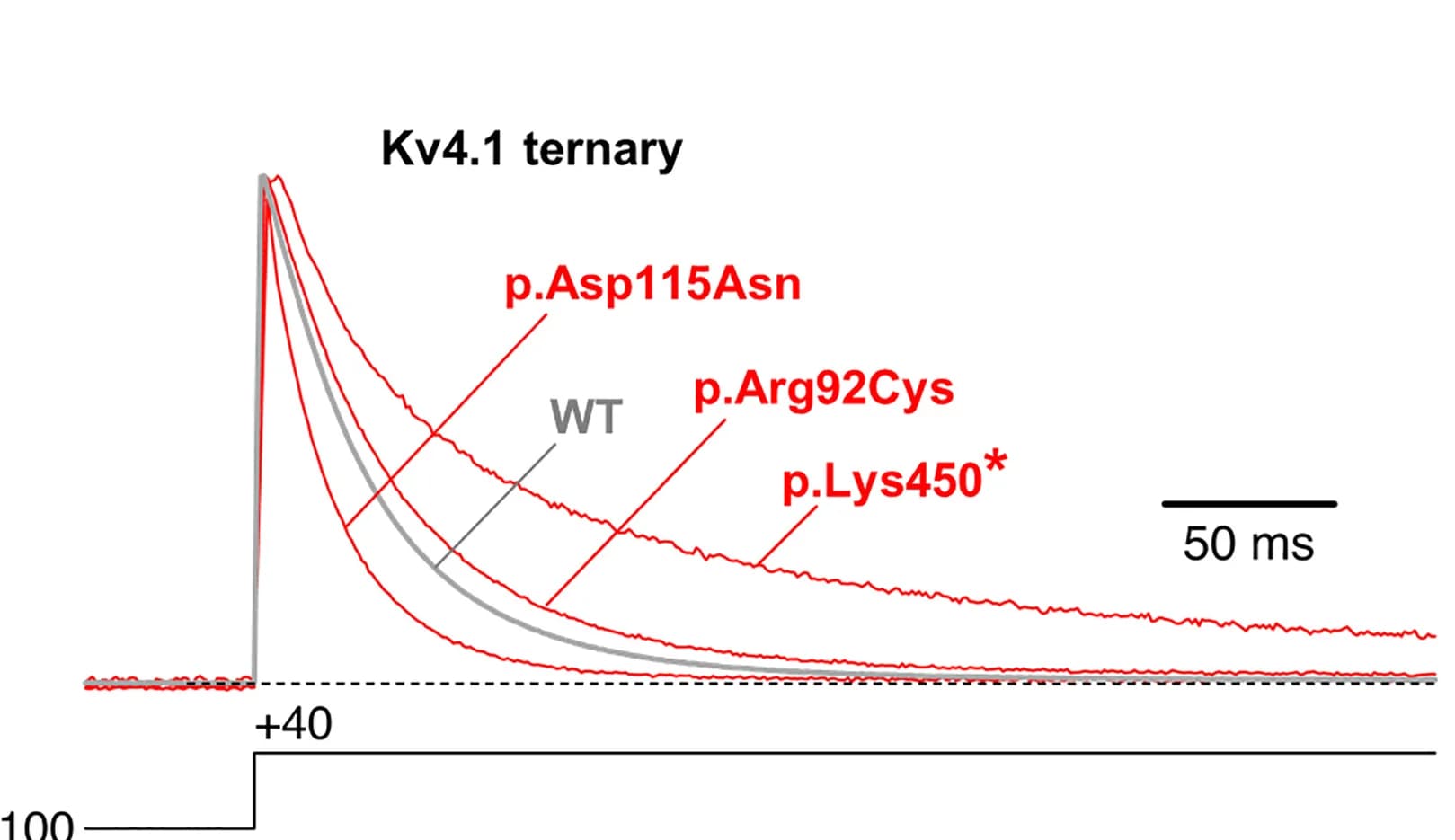 Open access visualization of Line Plot, Normalized Currents, Kv4.1 WT, p.Arg92Cys, p.Asp115Asn