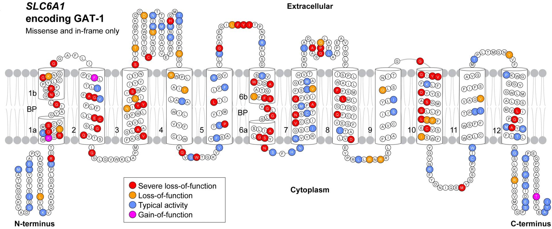 Open access visualization of Illustration, Workflow, GAT-1, TM Domains, Missense Variants