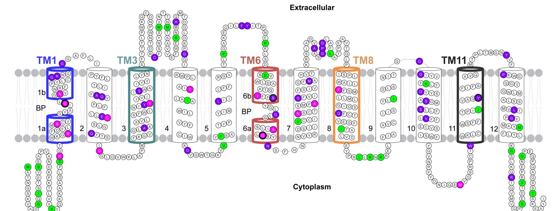 Open access visualization of Illustration, Workflow, GAT-1, 2D Topology, Variants