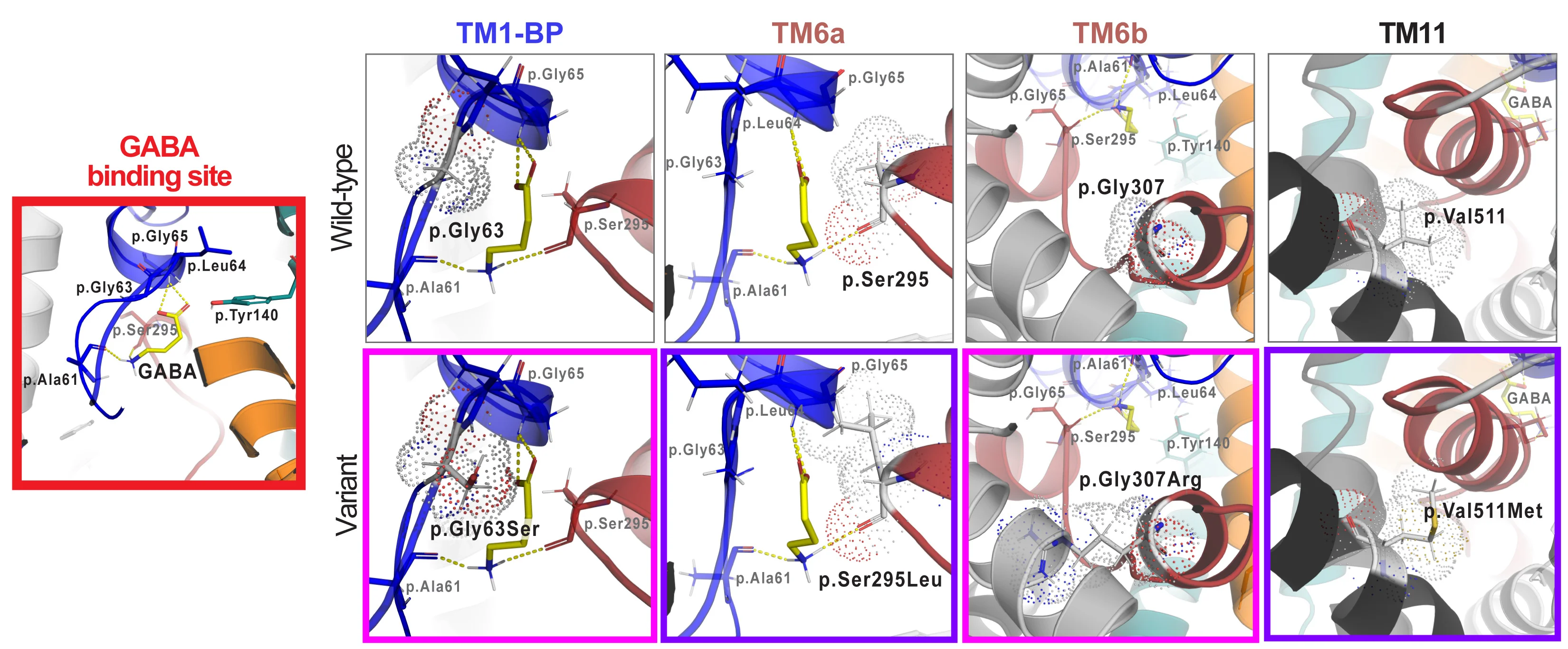 Open access visualization of Protein Structure, Chemical Structure, GAT-1, Binding Site, Amino Acids