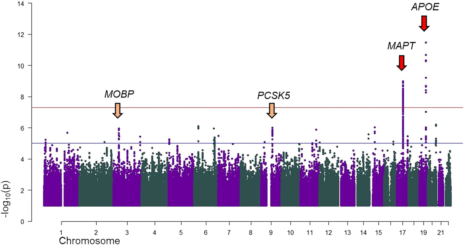 Open access visualization of Manhattan Plot, Genome-wide Significance, Suggestive Towers, Chromosomes, Gene Symbols