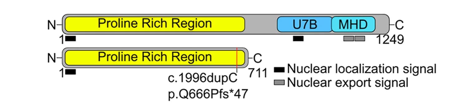 Open access visualization of Illustration, MAGEL2, p.Gln666Profs*47, NLS, NES