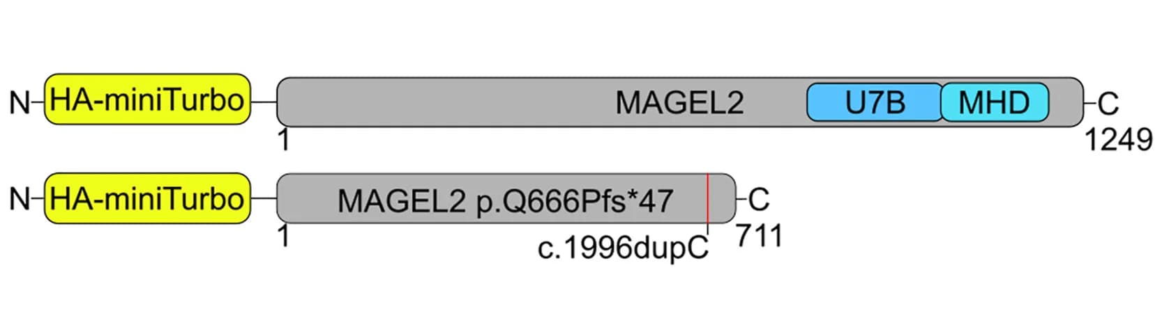 Open access visualization of Illustration, Fusion Protein Constructs, BioID