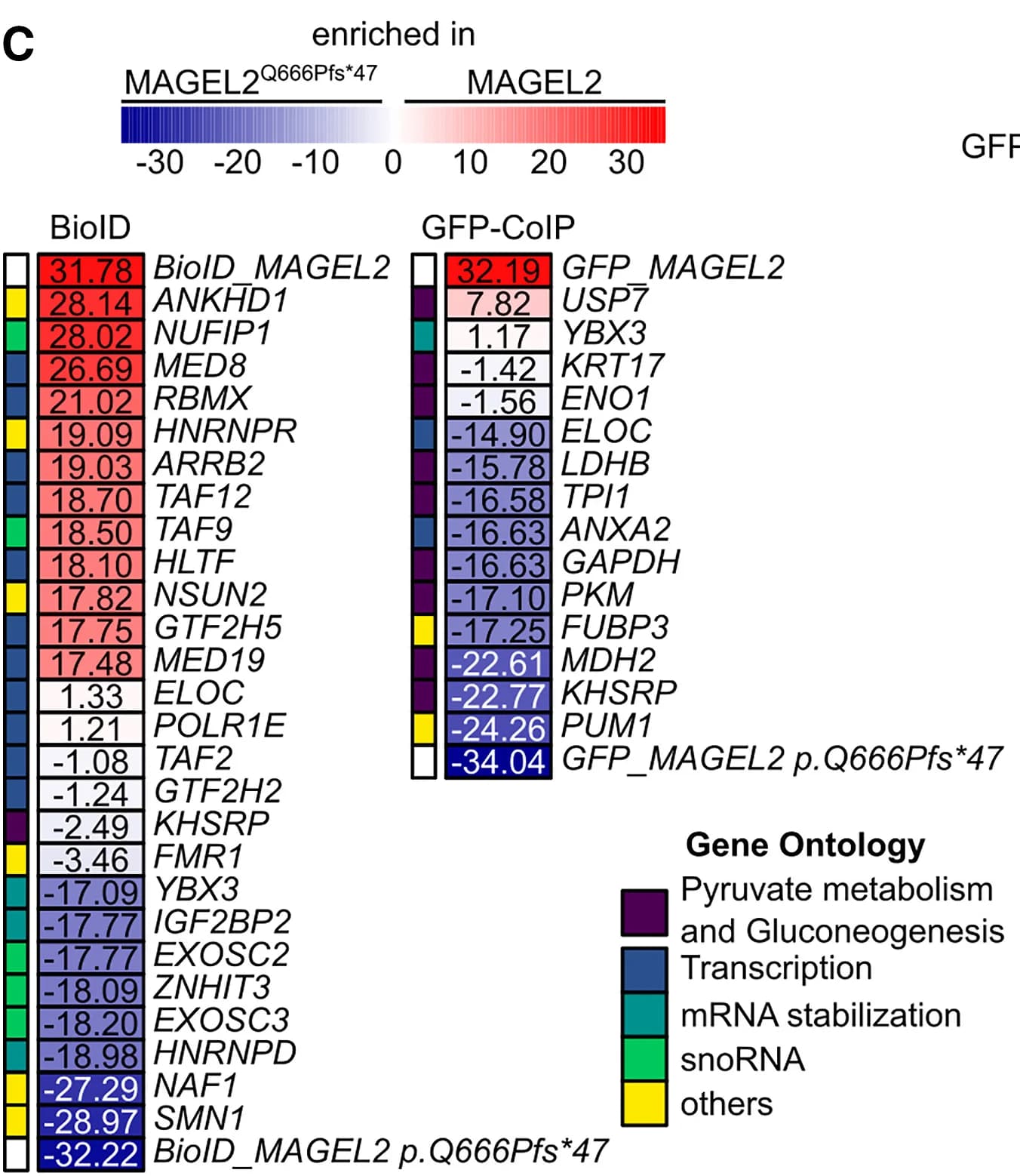 Open access visualization of Heatmap, Western Blots, Co-immunoprecipitation, GFP-MAGEL2 WT, GFP-MAGEL2 Mutant