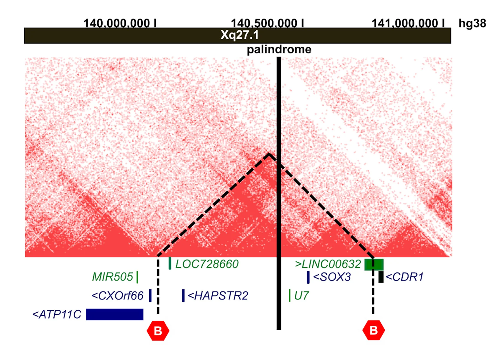 Open access visualization of Heatmap, Hi-C, Retinal Organoids, Palindrome, TAD