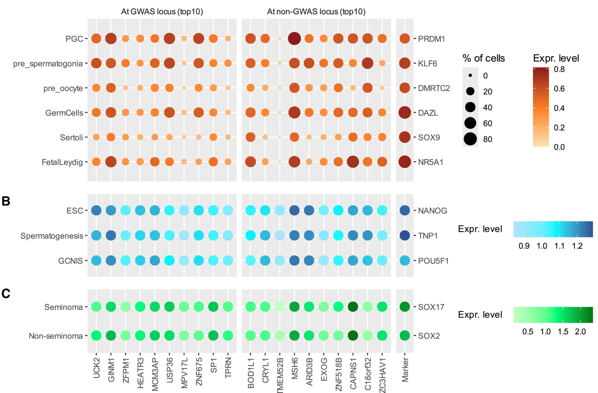 Open access visualization of Bubble Plot, Gene Expression, GWAS Locus, Human Embryonal Gonads, Germ Cell Differentiation
