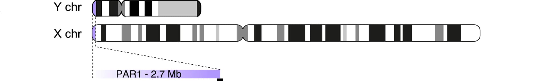Open access visualization of Illustration, X Chromosome, Y Chromosome, PAR1, Idiograms