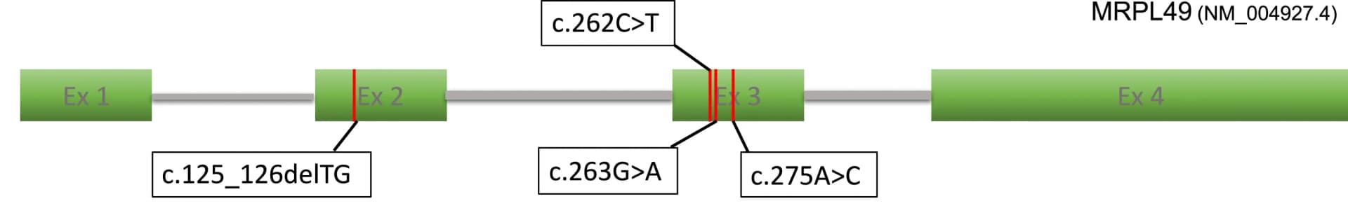 Open access visualization of Illustration, Workflow, MRPL49 Transcript, Disease-Associated Variants, Missense Variants
