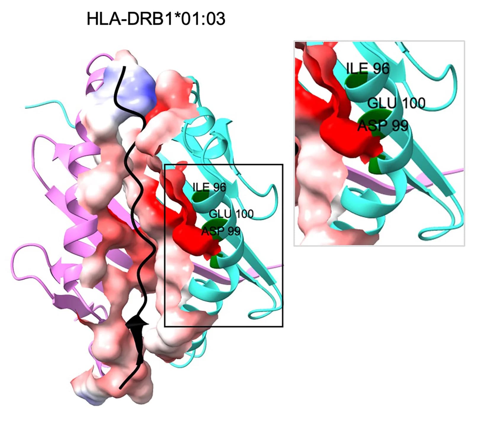 Open access visualization of Protein Structure, HLA-DRB1, CMV pp65 peptide, DTPVLPHETRLLQTG peptide, HLA-DRB1*01:03
