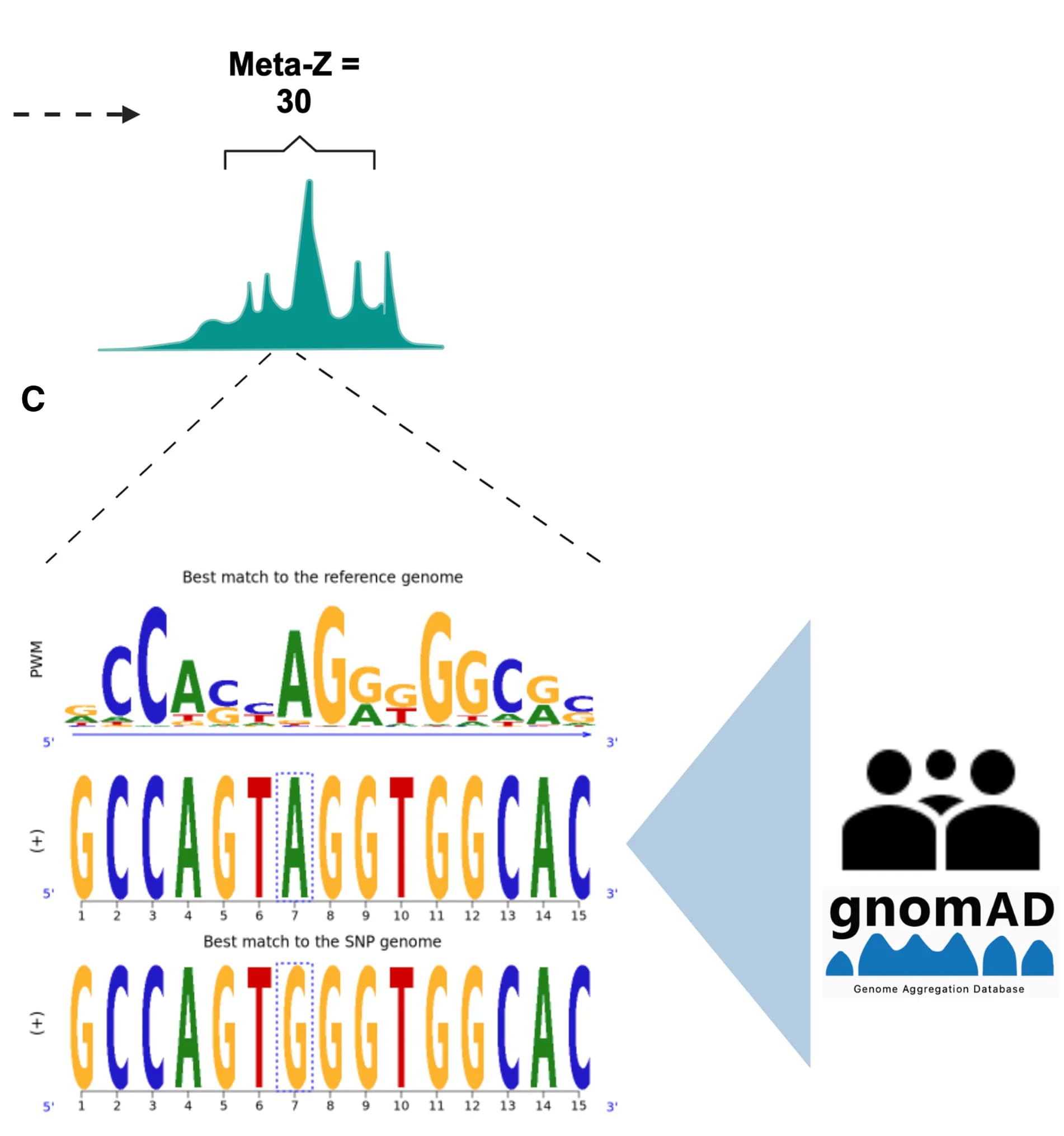 Open access visualization of Line Plot, Binding Activity, rDHS, Biosamples, CTCF