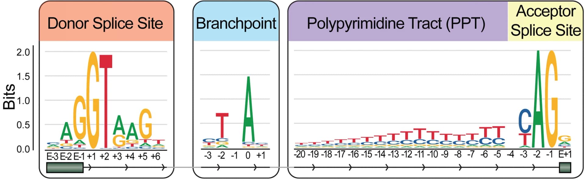 Open access visualization of Illustration, Sequence Logos, Splicing Motifs, Protein-Coding Genes, Sequence Conservation