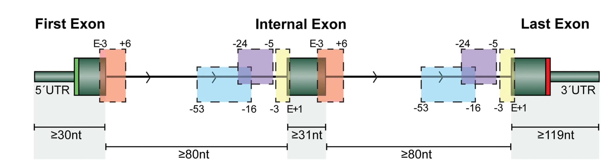 Open access visualization of Workflow, Illustration, Splicing Motifs, Exons, Introns