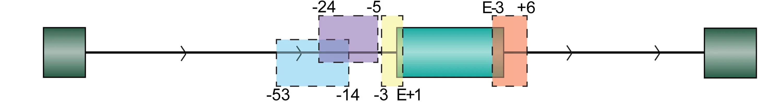 Open access visualization of Workflow, Illustration, Exons, Introns, Motifs