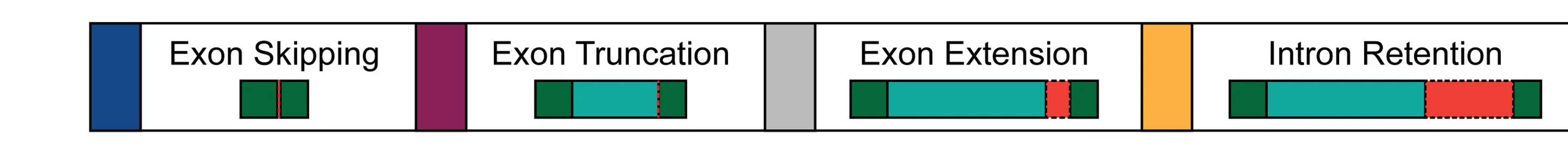Open access visualization of Illustration, Splicing Outcomes, Exon Skipping, Exon Truncation, Exon Extension