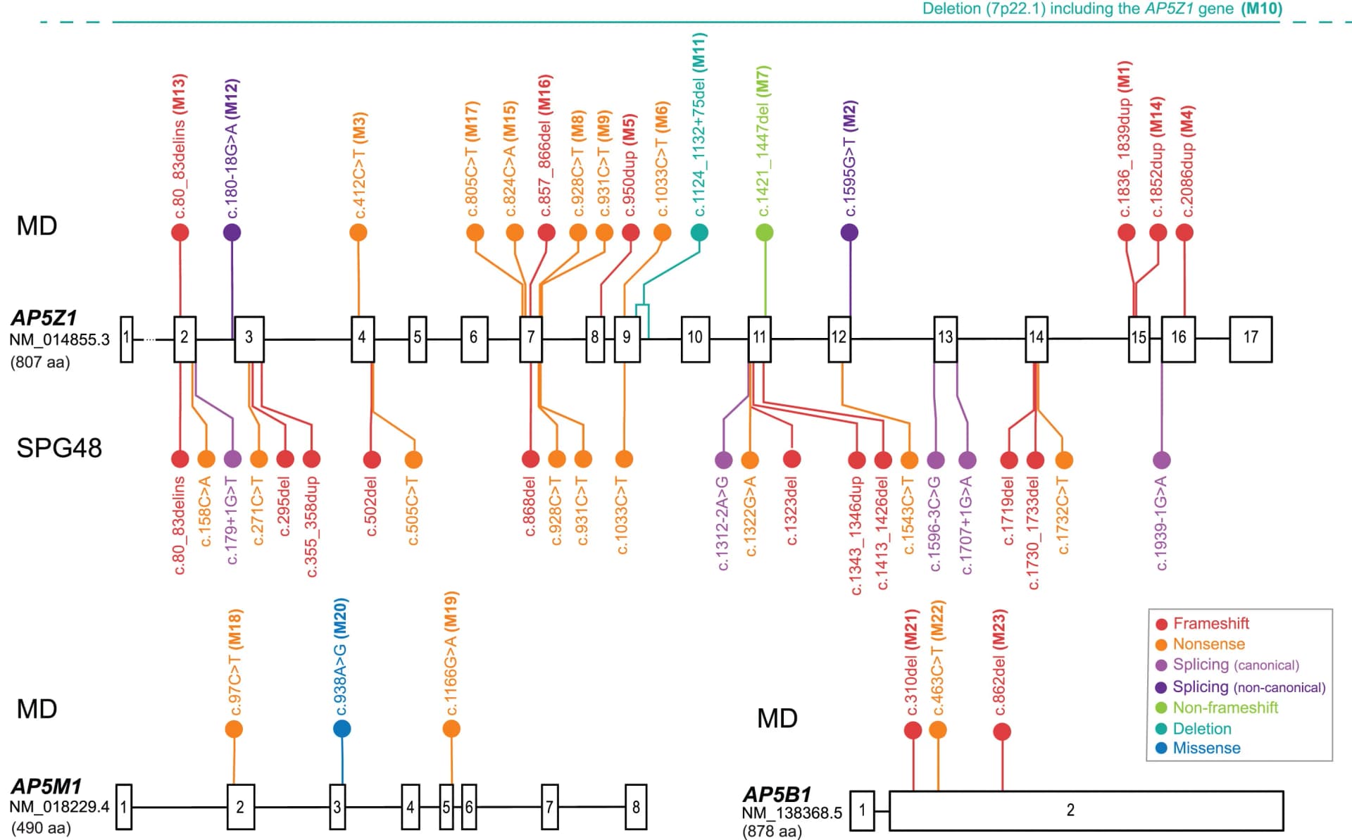 Open access visualization of Workflow, Illustration, Gene, Exon, Intron
