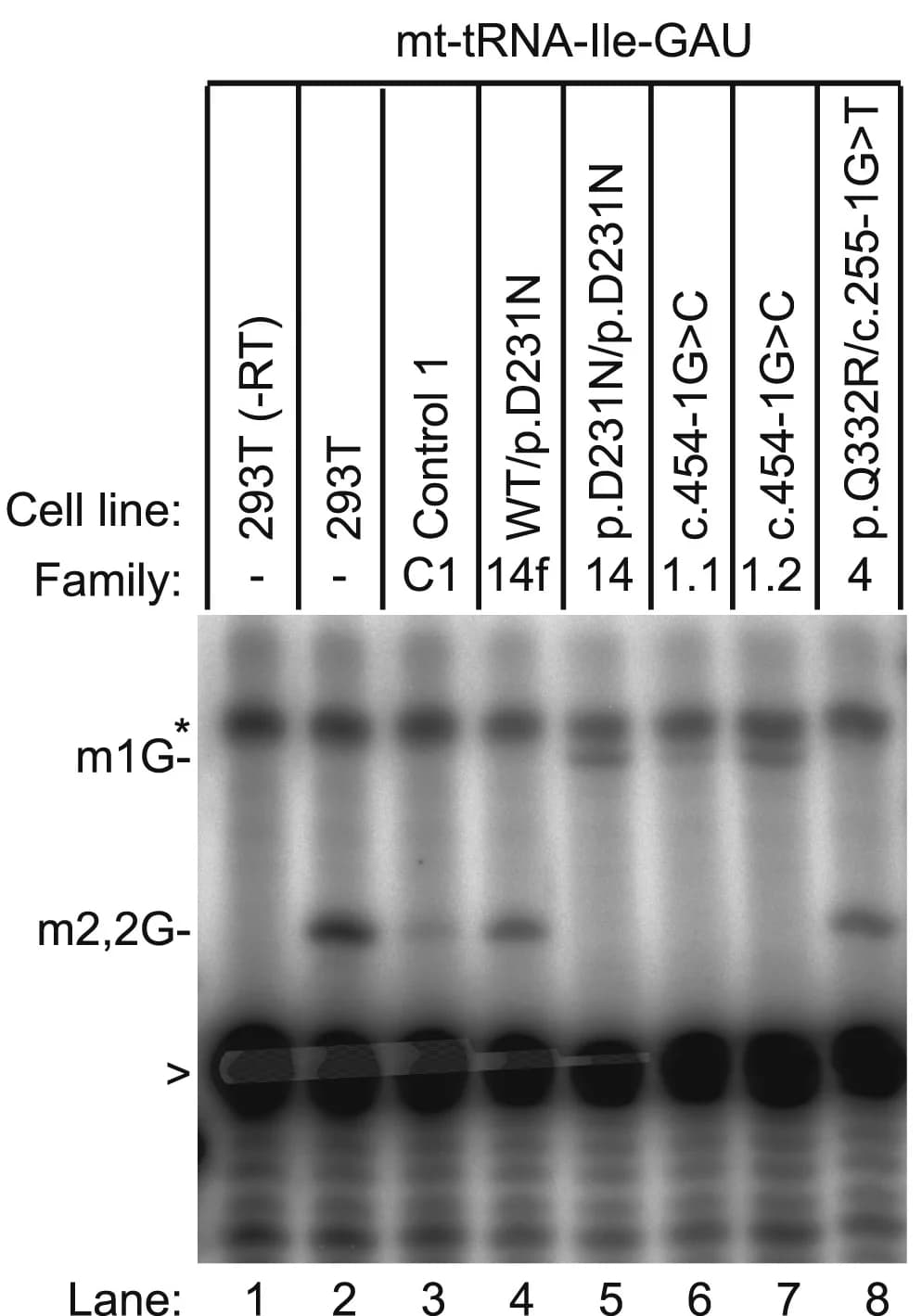 Open access visualization of Gel, Primer Extension Assays, tRNA-Met-CAU, mt-tRNA-Ile-GAU, Cell Lines