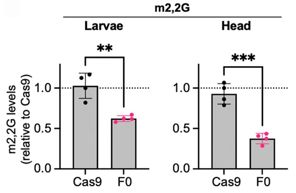 Open access visualization of Bar Plot, Error Bars, LC-MS, m2,2G, m1A