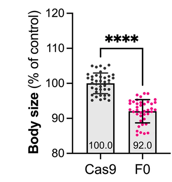 Open access visualization of Bar Plot, Error Bars, Scatter Plot, Head Size, Eye Size