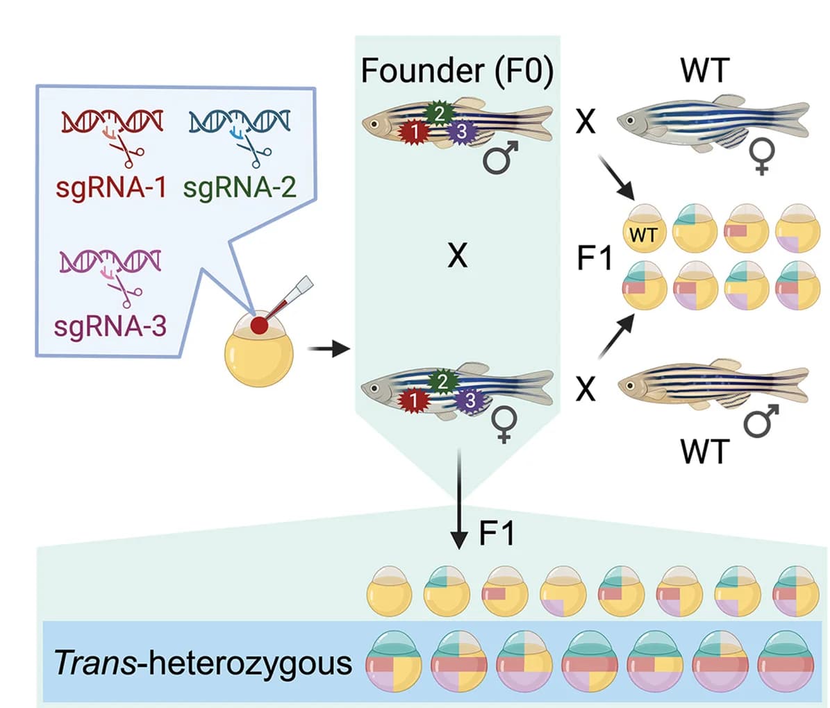 Open access visualization of Workflow, Illustration, Experimental Design, sgRNAs, Trmt1 Exons