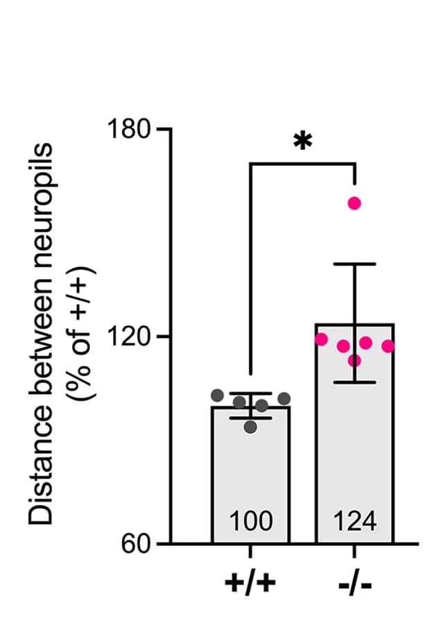 Open access visualization of Bar Plot, Error Bars, Scatter Plot, Neuropils, Distance