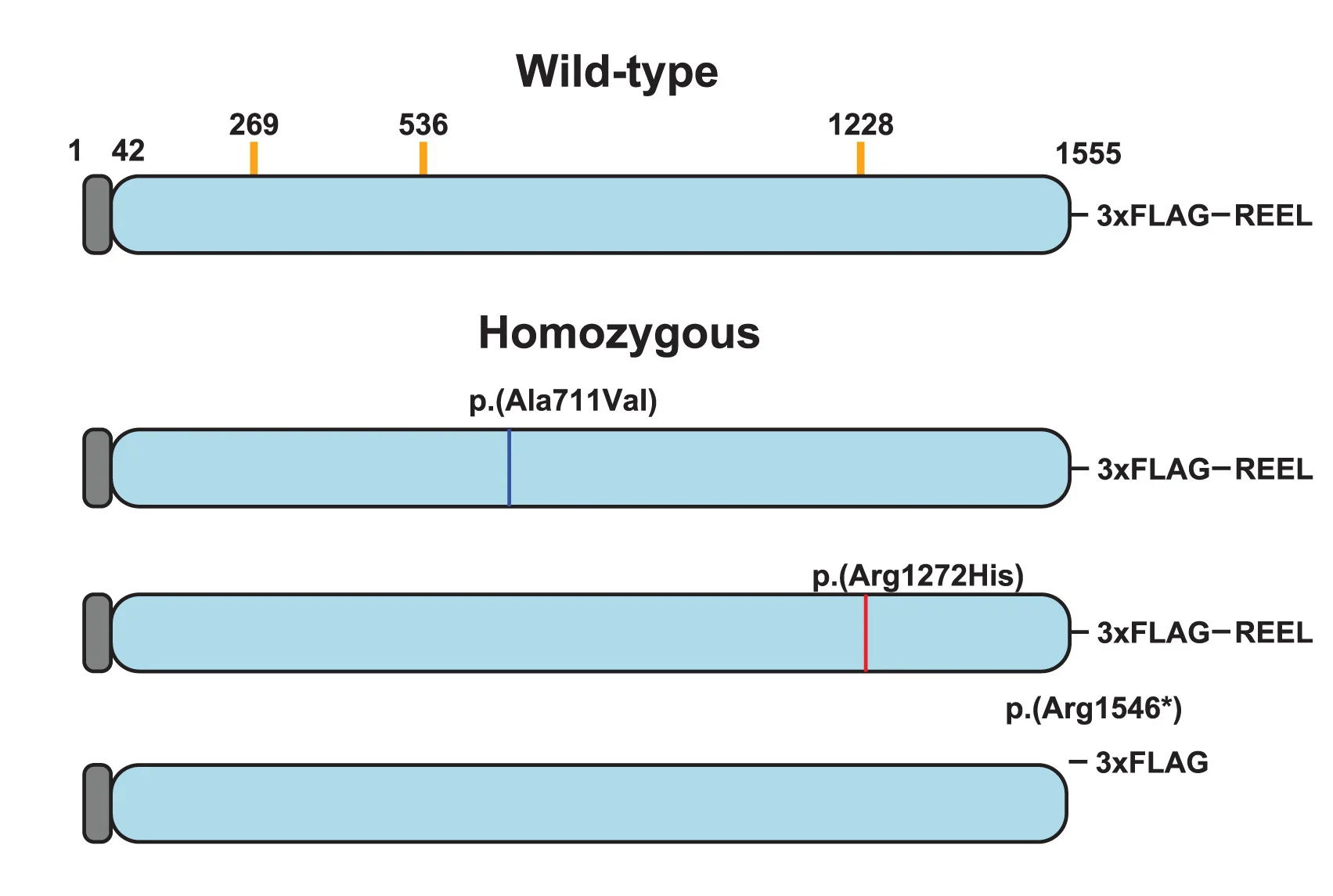 Open access visualization of Illustration, Wild-Type, Homozygous UGGT1 Mutants, Signal Sequence, ER