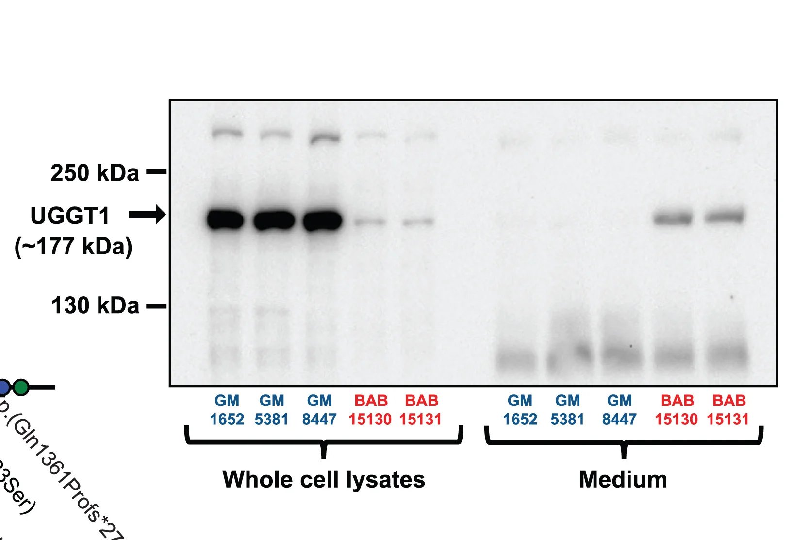 Open access visualization of Gel, Western Blot Analysis, UGGT1 Protein, Whole-Cell Lysate, Cell Culture Supernatants